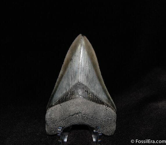 Inch Collector Grade Megalodon Tooth - Wow! #110